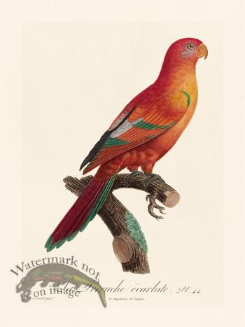 Barraband Parrot 044
